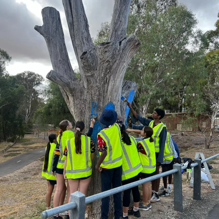 Private school Adelaide Blakeview Students Give Gawler a Blue Tree 01