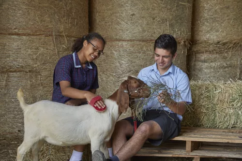 Trinity College students feeding a goat